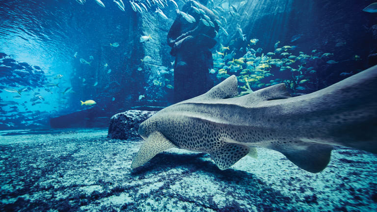 The Dig Marine Habitat Tour with Dave Wert