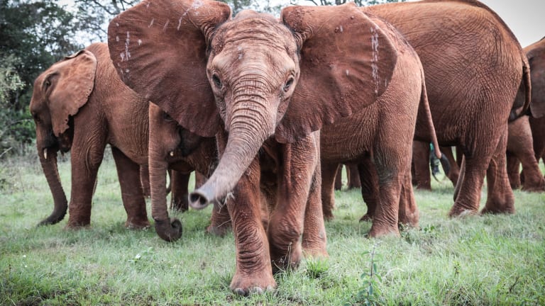 Adopt a Rescued Elephant at the Sheldrick Wildlife Trust