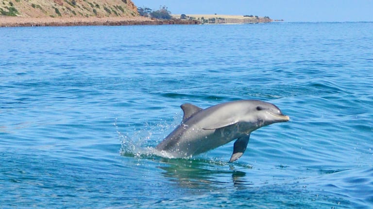 Swim With Dolphins Off Kangaroo Island In South Australia Swimsuit Si Com