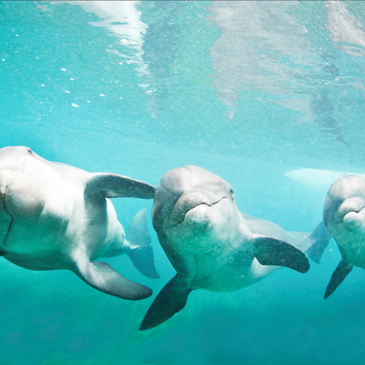 World's largest open-air habitat for dolphins is a must-see in Nassau -  Swimsuit