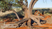 Adaora :: Kayt Jones/SI