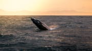 Whale Watching Samana Bay_1:2