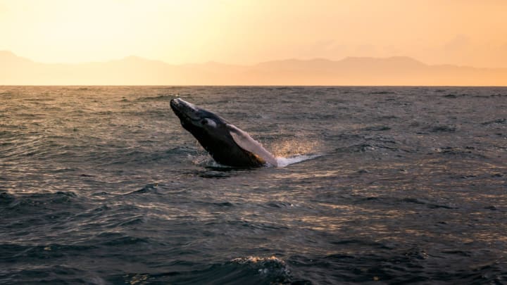 Whale Watching Samana Bay_1:2
