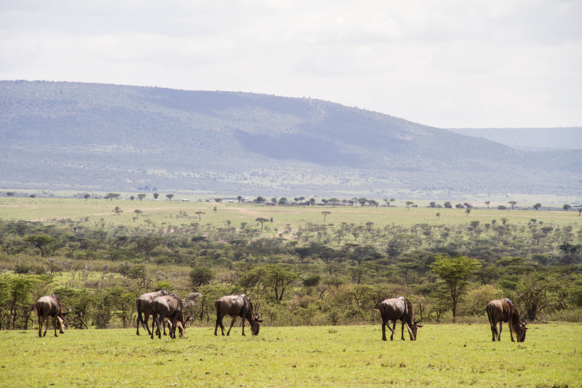 Hemingways Ol Seki-Game Drive Wildebeest Grazing-Kenya - ARTICLE.jpg