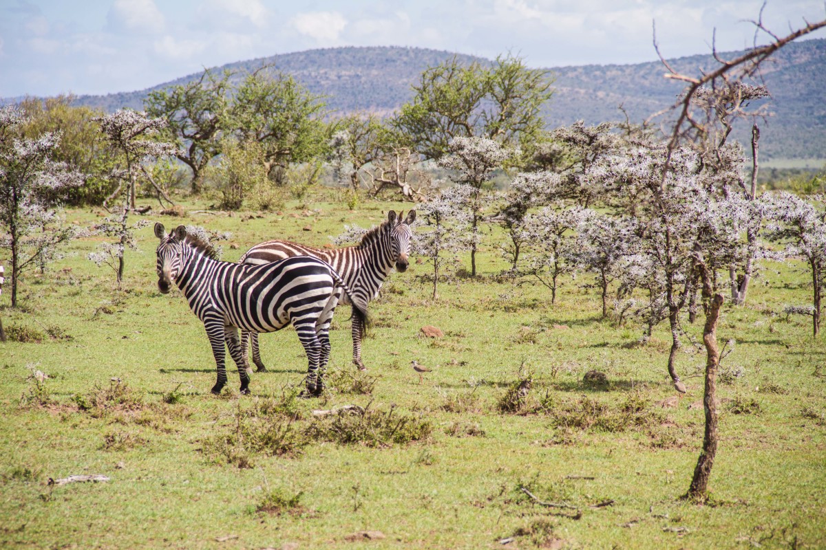 Hemingways Ol Seki-Game Drive Zebras-Kenya - ARTICLE.jpg