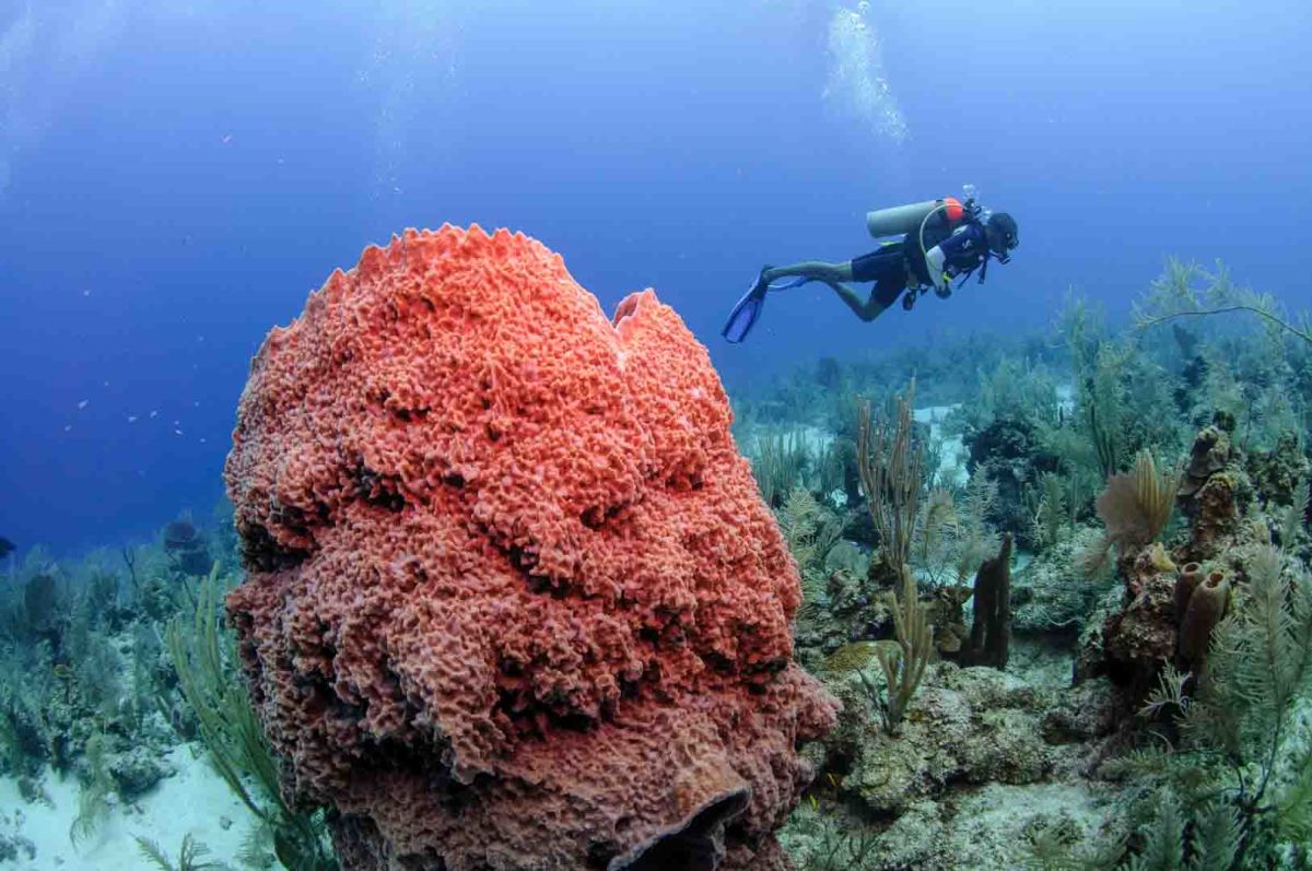 1.1. Belize Barrier Reef