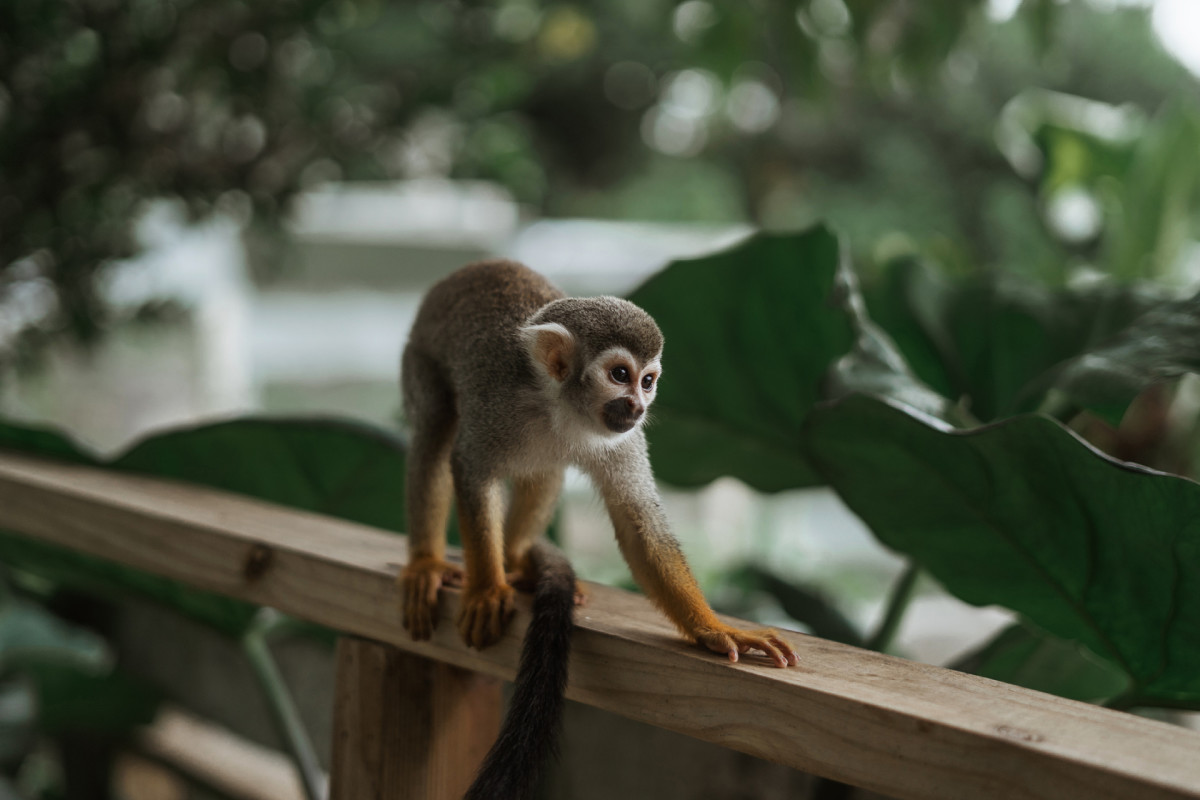 A Dominican monkey.