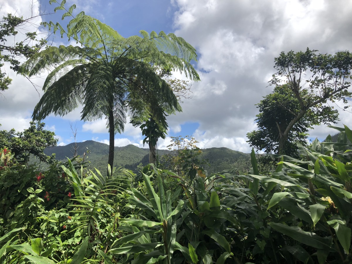 El Yunque National Forest